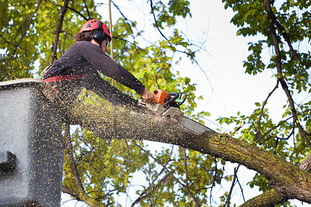 The Steps Involved in Our Tree Care Process in Brownlee Park, MI